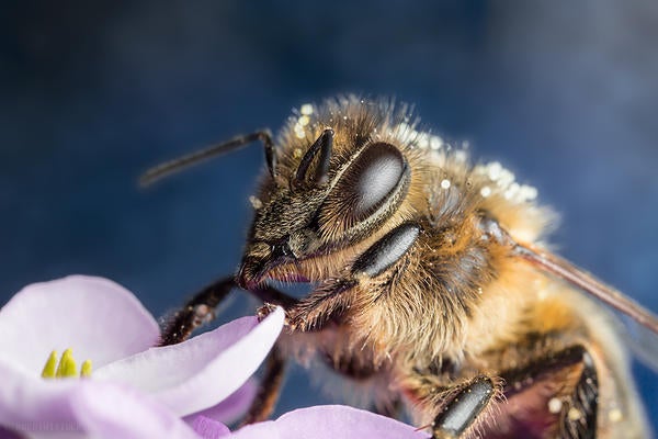 bee